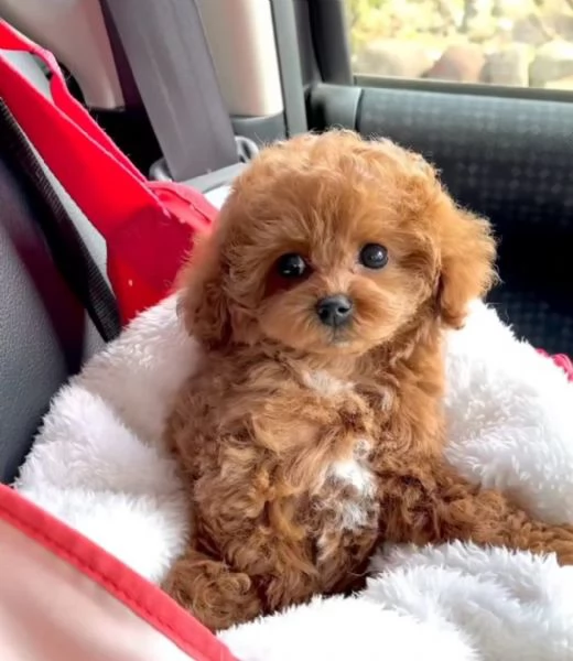 Regalare un cucciolo di barboncino marrone caff in adozione