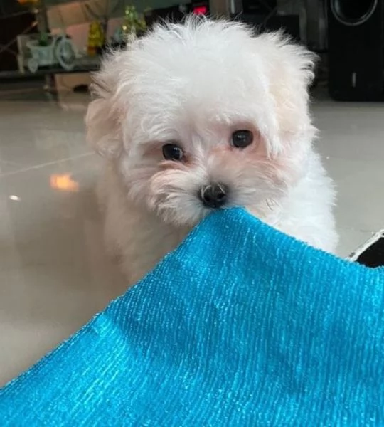 regalo maltese toy disponibile 