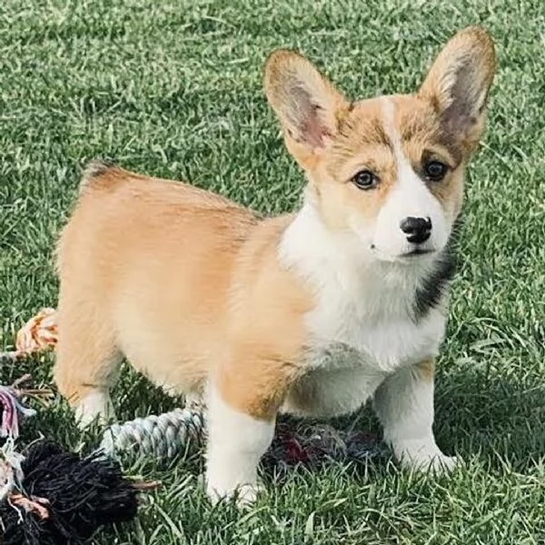 Regalo welsh  Corgi maschio e femmina cavalier disponibili  | Foto 0