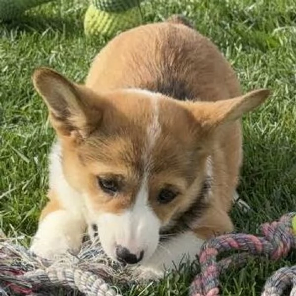Regalo welsh  Corgi maschio e femmina cavalier disponibili 