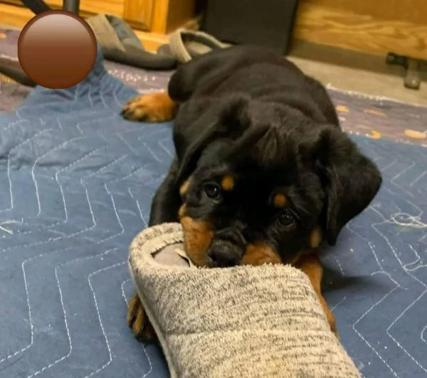 Regalo rottweillers maschio e femmina disponibili | Foto 0