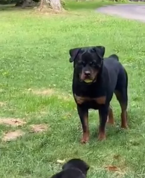 REGALO DOBERMANN | Foto 0
