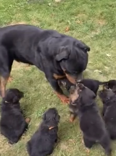 REGALO DOBERMANN