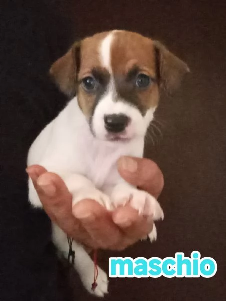 Cuccioli di jack Russell terrier 