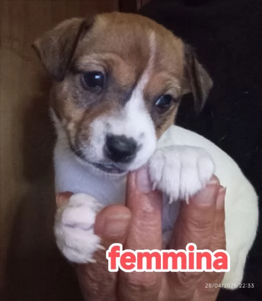 Cuccioli di jack Russell terrier  | Foto 5