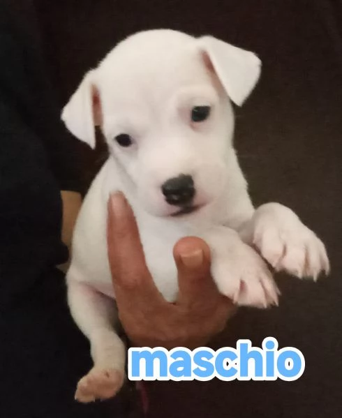 Cuccioli di jack Russell terrier  | Foto 4