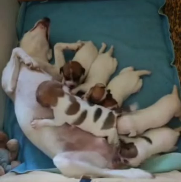 Cuccioli di jack Russell terrier  | Foto 6
