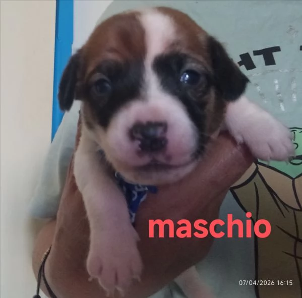 Cuccioli di jack Russell terrier  | Foto 5