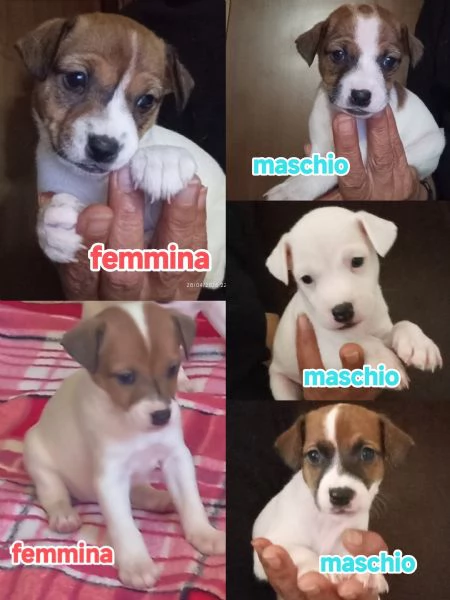 Cuccioli di jack Russell terrier  | Foto 3