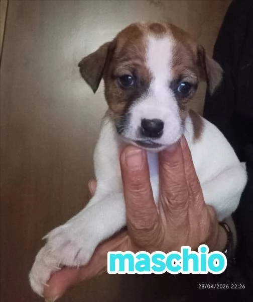 Cuccioli di jack Russell terrier  | Foto 1