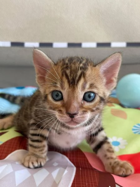 Regalo bellissimi gattini Bengala in cerca di adozione