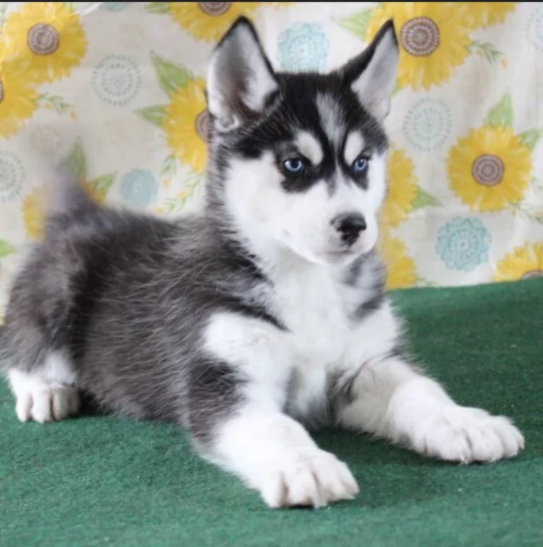 CUCCIOLI DI SIBERIAN HUSKY ALLEVATI CON AMORE per adozione | Foto 0