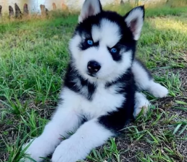 CUCCIOLI DI SIBERIAN HUSKY ALLEVATI CON AMORE per adozione | Foto 2