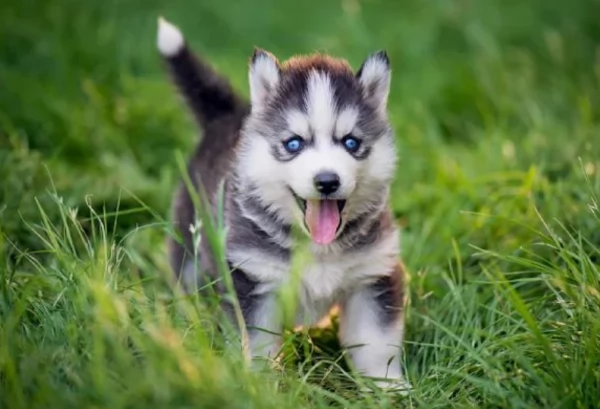 CUCCIOLI DI SIBERIAN HUSKY ALLEVATI CON AMORE per adozione | Foto 1