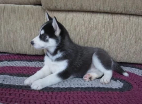 CUCCIOLI DI SIBERIAN HUSKY ALLEVATI CON AMORE per adozione | Foto 0
