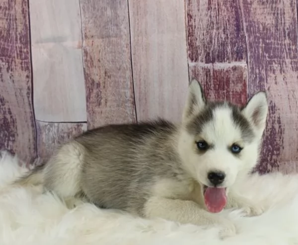 CUCCIOLI DI SIBERIAN HUSKY ALLEVATI CON AMORE per adozione