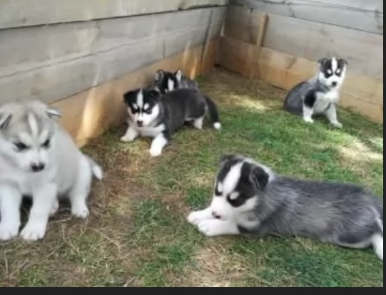 CUCCIOLI DI SIBERIAN HUSKY ALLEVATI CON AMORE per adozione