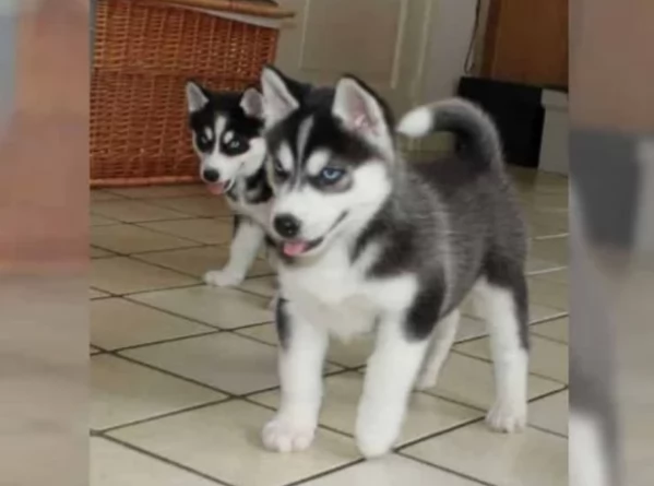 CUCCIOLI DI SIBERIAN HUSKY ALLEVATI CON AMORE per adozione