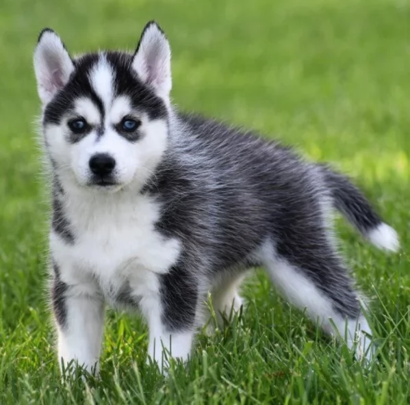 CUCCIOLI DI SIBERIAN HUSKY ALLEVATI CON AMORE per adozione | Foto 0
