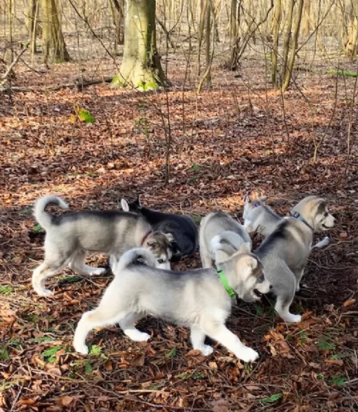 CUCCIOLI DI SIBERIAN HUSKY ALLEVATI CON AMORE per adozione | Foto 1