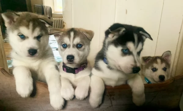 CUCCIOLI DI SIBERIAN HUSKY ALLEVATI CON AMORE per adozione | Foto 0