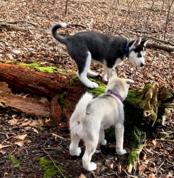 CUCCIOLI DI SIBERIAN HUSKY ALLEVATI CON AMORE per adozione