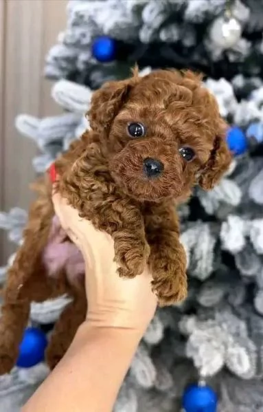 Cucciolo di barboncino in regalo  | Foto 0