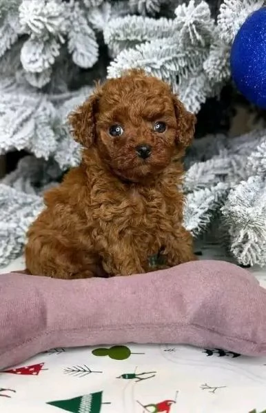 Cucciolo di barboncino in regalo 
