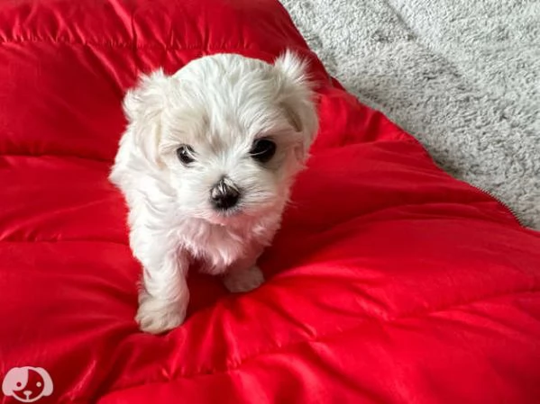 Maltese Molto Dolce | Foto 1