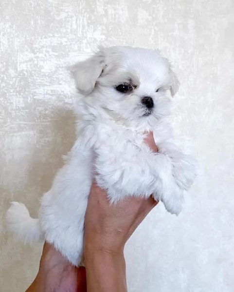 Maltese Molto Dolce | Foto 3