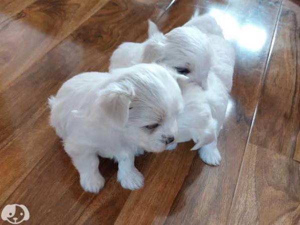 Maltese Molto Dolce | Foto 2