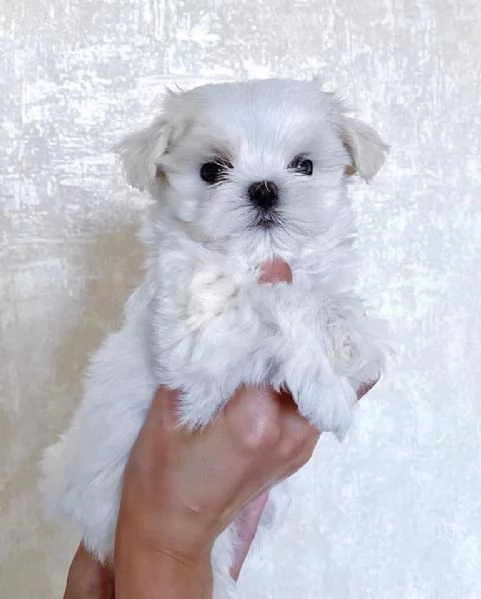 Maltese Molto Dolce | Foto 5