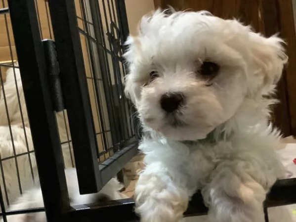 Maltese Molto Dolce | Foto 4