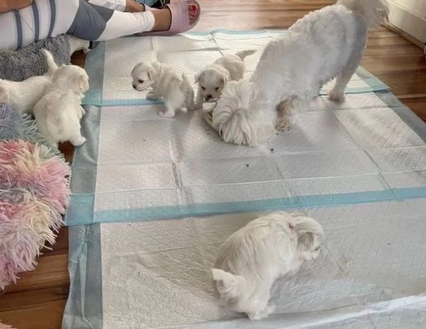 Maltese Molto Dolce | Foto 1