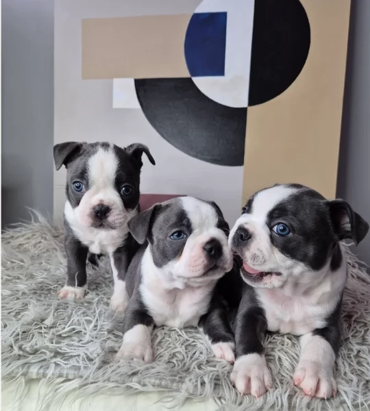 per adozione Boston Terrier