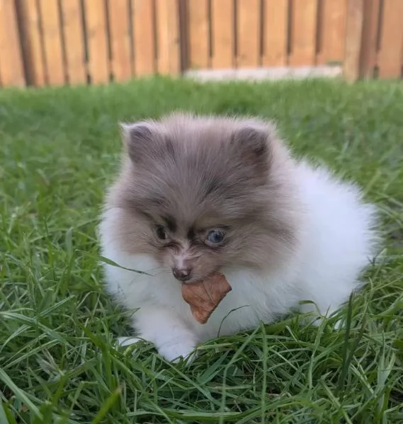 Cuccioli di Pomerania maschi e femmine  | Foto 0