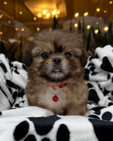 Cuccioli di Pomerania maschi e femmine 