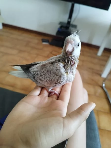 CALOPSITE PULLI ALLEVATI A MANO | Foto 4