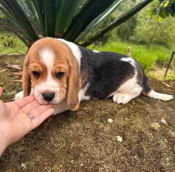 Regalo beagle  maschio e femmina | Foto 0