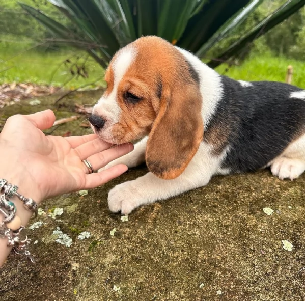 Regalo beagle  maschio e femmina