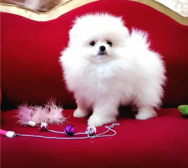 regalo pomeranian mini toy maschio e femmina