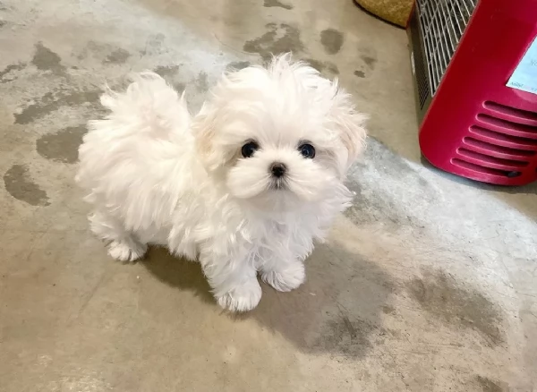 regalo maltese disponibili | Foto 0