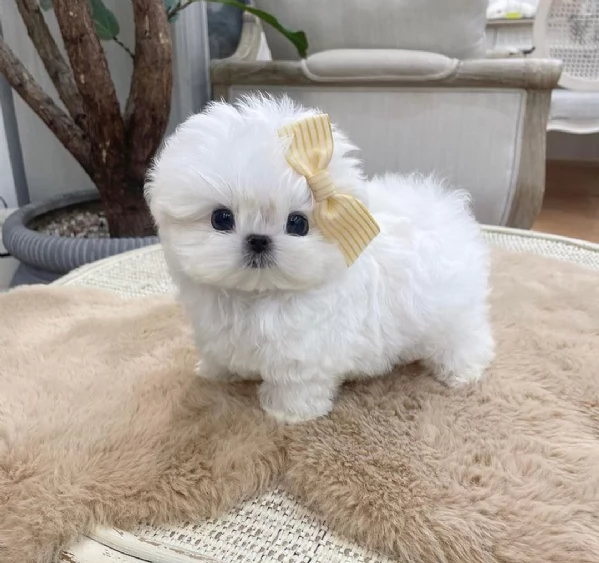 regalo maltese disponibili