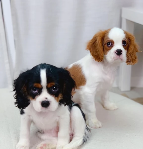 dolce cavalier king charles disponibili | Foto 0
