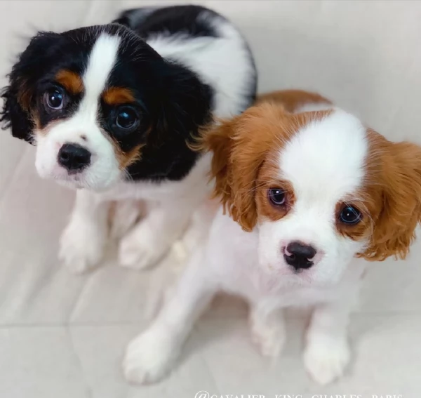 dolce cavalier king charles disponibili
