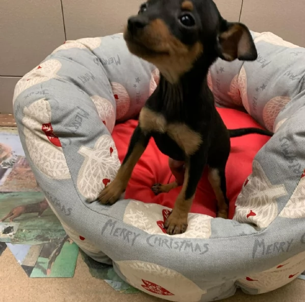 adorabili cuccioli di pinscher in cerca di adozione | Foto 0