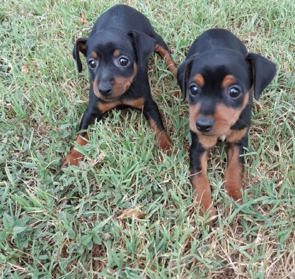 adorabili cuccioli di pinscher in cerca di adozione