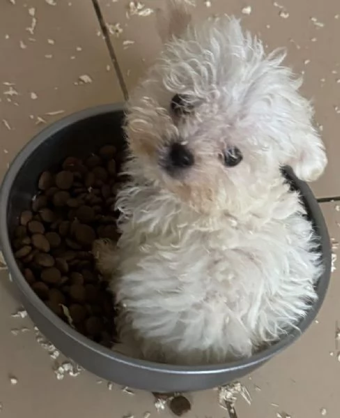 cuccioli bolognesi 3 mesi taglia piccola disponibili gratis | Foto 0