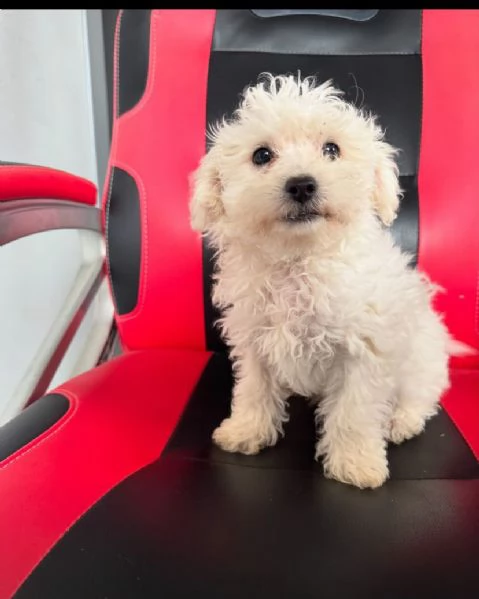 cuccioli bolognesi 3 mesi taglia piccola disponibili gratis