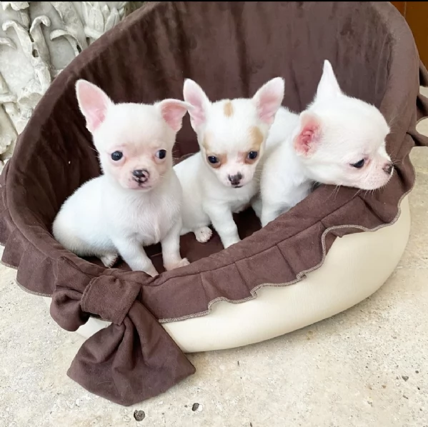 cuccioli  chihauhau 3 mesi taglia piccola disponibili gratis | Foto 0